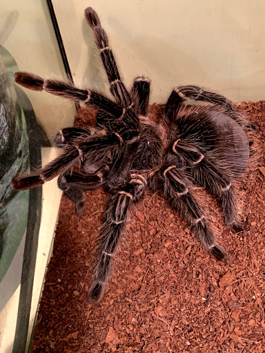 Pet Groomer «Animal Kingdom Grooming», reviews and photos, 339 S Santa Fe Ave, Pueblo, CO 81003, USA