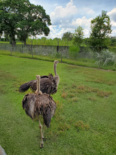 Ranch «Giraffe Ranch», reviews and photos, 38650 Mickler Rd, Dade City, FL 33523, USA