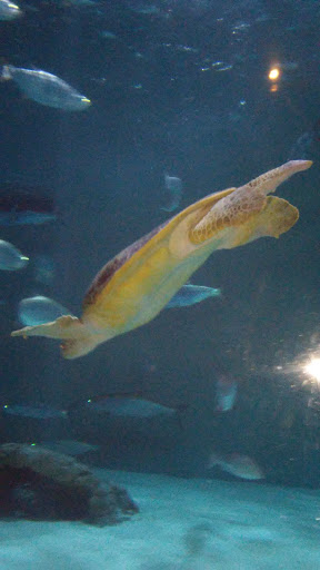 Aquarium «Audubon Aquarium of the Americas», reviews and photos, 1 Canal St, New Orleans, LA 70130, USA