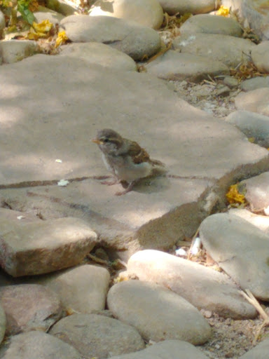 Social Services Organization «The Shade Tree», reviews and photos