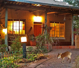 THE RED DUIKER photo
