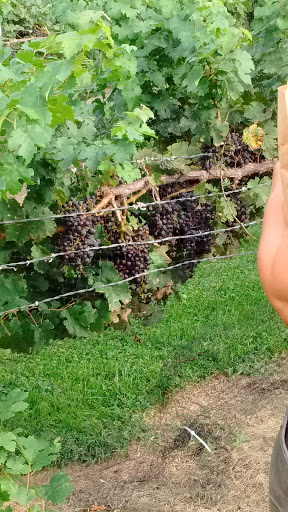 Vineyard «Stone Pillar Vineyard & Winery», reviews and photos, 11000 S Woodland St, Olathe, KS 66061, USA