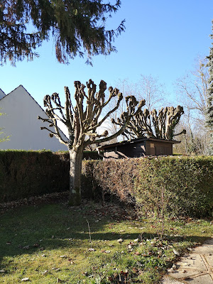 Culture d'arbre à Chartrettes