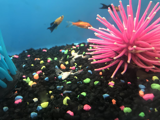 Pet Supply Store «PetSmart», reviews and photos, 9921 Pulaski Hwy, Baltimore, MD 21220, USA