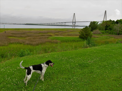 Bridge «Arthur Ravenel Bridge», reviews and photos, Arthur Ravenel Jr Bridge, Charleston, SC 29403, USA