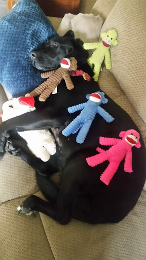 Pet Store «Super Pets», reviews and photos, 9403 E Las Tunas Dr, Temple City, CA 91780, USA