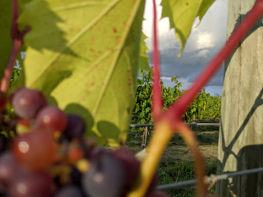 Vineyard «Millner Heritage Vineyard & Winery», reviews and photos, 32025 MN-15, Kimball, MN 55353, USA