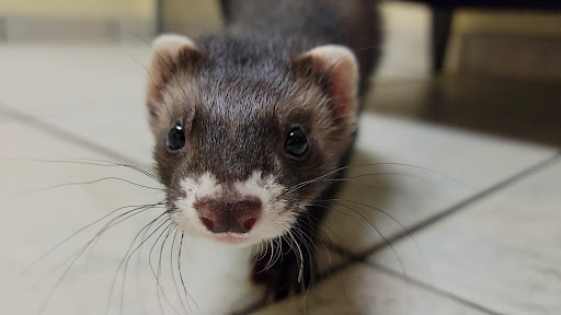 Pet Supply Store «Petco Animal Supplies», reviews and photos, 13127 N Dale Mabry Hwy, Tampa, FL 33618, USA