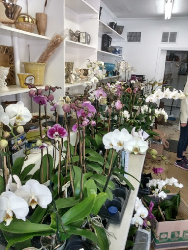 Raleigh Orchids
