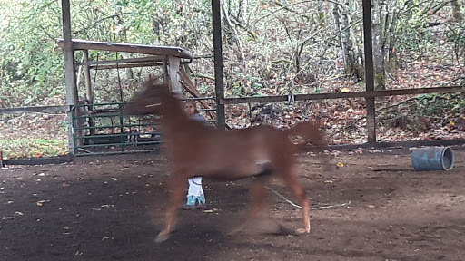 Servine Feed Tack & Boarding