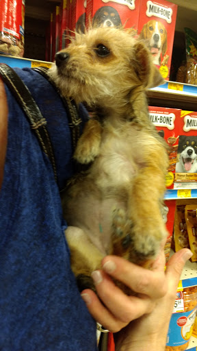 Pet Supply Store «PetSmart», reviews and photos, 5214 Blanche Moore Dr, Corpus Christi, TX 78411, USA