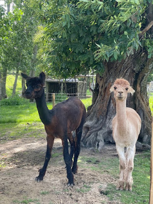Le P'tit Ranch à Pisieu