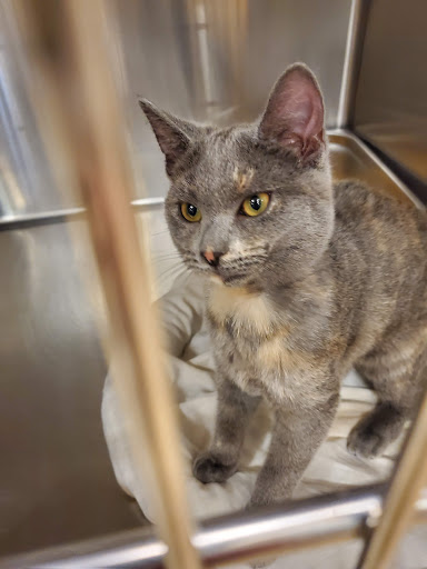 Pet Supply Store «PetSmart», reviews and photos, 3351 Jefferson Davis Hwy, Alexandria, VA 22305, USA