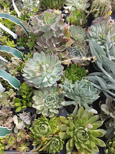 Hardware Store «Orchard Supply Hardware», reviews and photos, 1390 N McDowell Blvd, Petaluma, CA 94954, USA