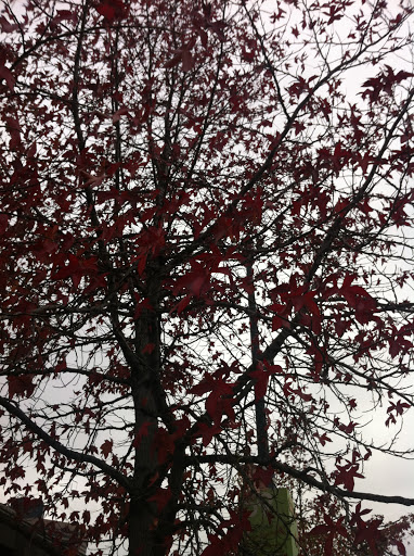 Park «Waterfront Park», reviews and photos, 1401 Alaskan Way, Seattle, WA 98101, USA