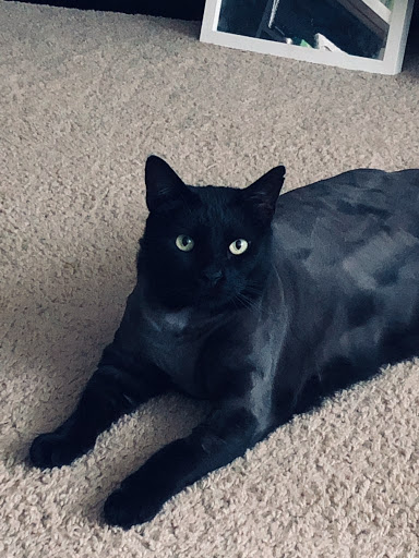 Pet Supply Store «PetSmart», reviews and photos, 1850 30th St, Boulder, CO 80301, USA