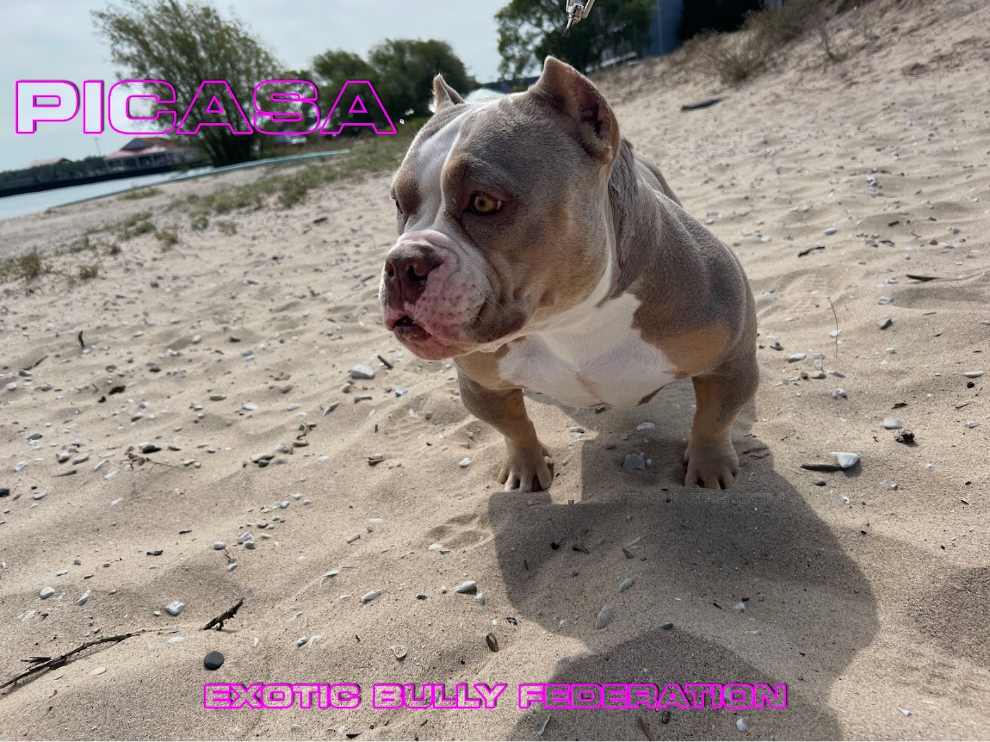 Exotic Bully Federation