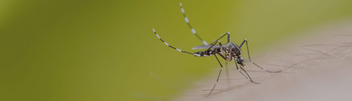 Mosquito Pest Control - Urbancarts