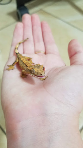 Pet Store «Discount Pets & Supplies», reviews and photos, 211 Hancock Bridge Pkwy, Cape Coral, FL 33990, USA