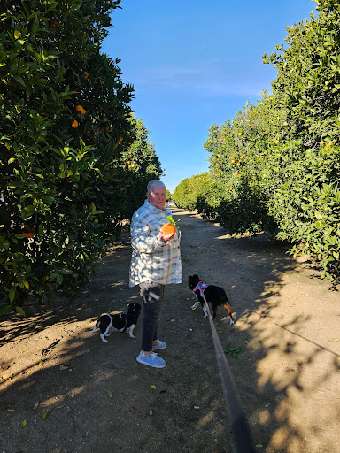 Orange Grove RV Park & Resort image
