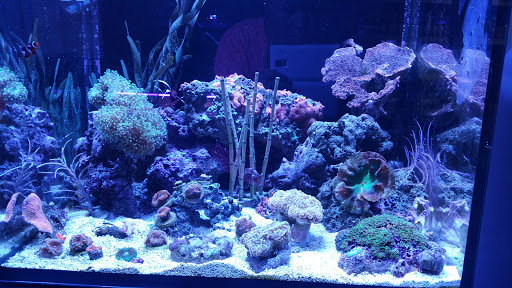 Tropical Fish Store «Tropical Lagoon Aquarium», reviews and photos, 9431 Georgia Ave, Silver Spring, MD 20910, USA