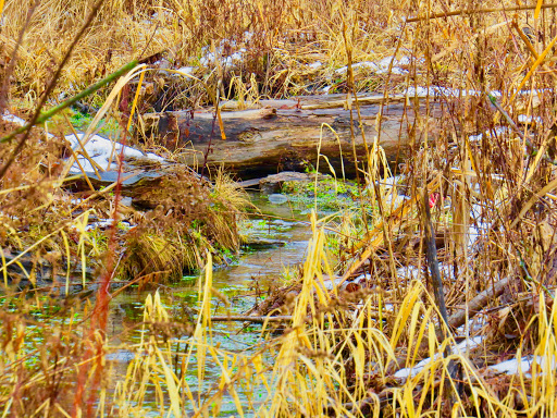 Nature Preserve «Bluff Spring Fen», reviews and photos, Spring Grove Ave, Elgin, IL 60120, USA