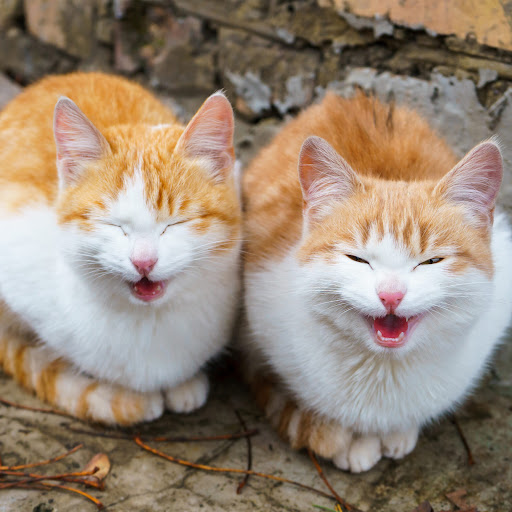 Appliance Store «P.C. Richard & Son», reviews and photos, 444 Connecticut Ave, Norwalk, CT 06854, USA