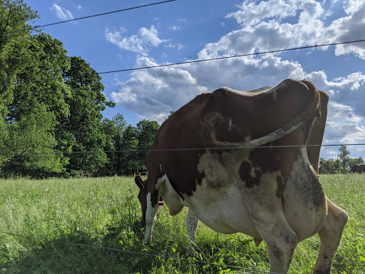 Dairy Farm «Milky Way Farm», reviews and photos, 521 E Uwchlan Ave, Chester Springs, PA 19425, USA