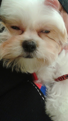 Pet Supply Store «PetSmart», reviews and photos, 1520 Pleasant Valley Rd, Manchester, CT 06042, USA