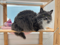 Mau House Cat Hotel - Photo 7 - Car repair in Richmond, CA, Berkeley