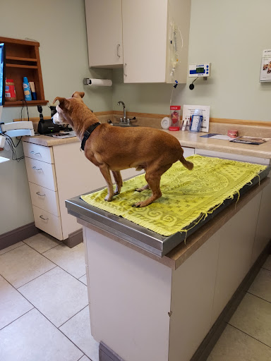 Animal Clinic at Cambridge image