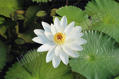 Lilyblooms Aquatic Gardens image 3