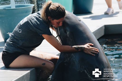 Recreation «Dolphins Plus Oceanside», reviews and photos, 31 Corinne Pl, Key Largo, FL 33037, USA