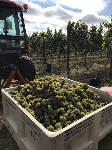 Winery «Hanson Vineyards», reviews and photos, 34948 S Barlow Rd, Woodburn, OR 97071, USA