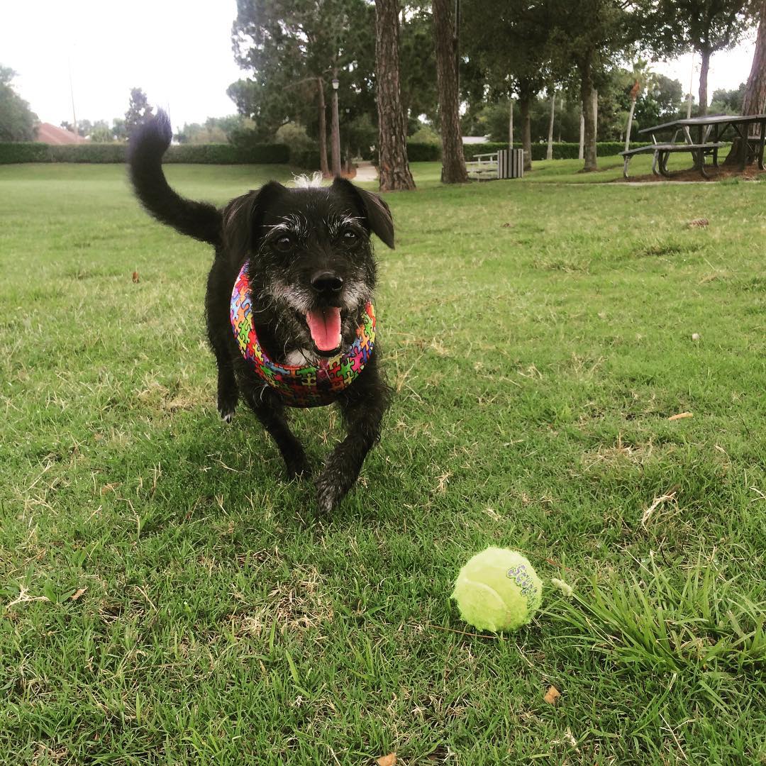 Wet Nose Pals