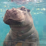 Photo n° 2 de l'avis de Julie.D fait le 08/11/2023 à 12:49 pour ZooParc de Beauval à Saint-Aignan