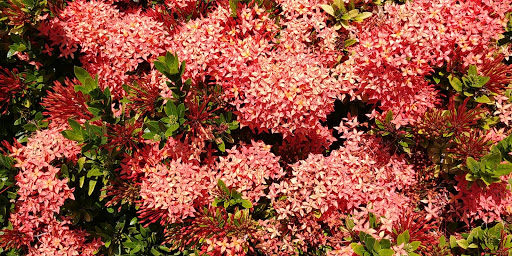 Park «Edgewater Park», reviews and photos, 51 Main St, Dunedin, FL 34698, USA