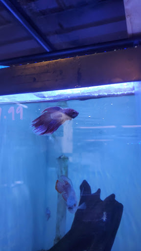 Tropical Fish Store «Ocean Blue Aquarium», reviews and photos, 2246 Aloma Ave, Winter Park, FL 32792, USA