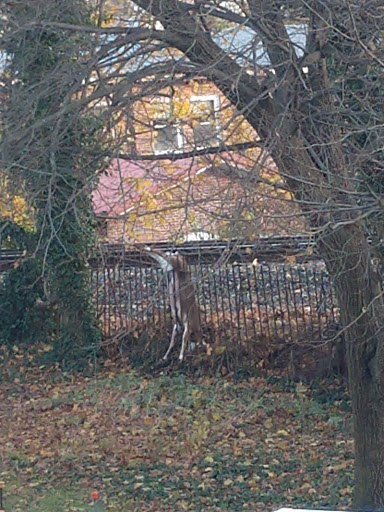 Supermarket «ALDI», reviews and photos, 48 W Baltimore Ave, Lansdowne, PA 19050, USA