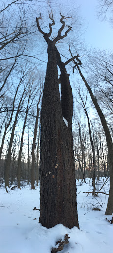 Nature Preserve «Reinstein Woods Nature Preserve», reviews and photos, 93 Honorine Dr, Depew, NY 14043, USA