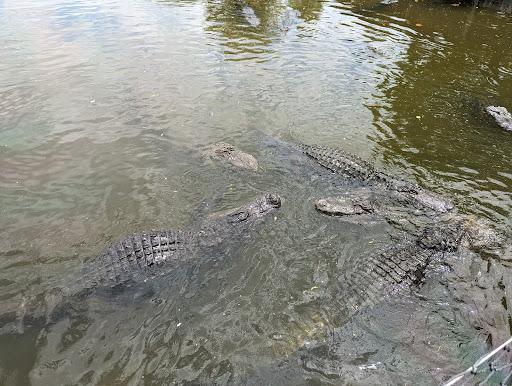 Amusement Park «Gatorland», reviews and photos, 14501 S Orange Blossom Trail, Orlando, FL 32837, USA