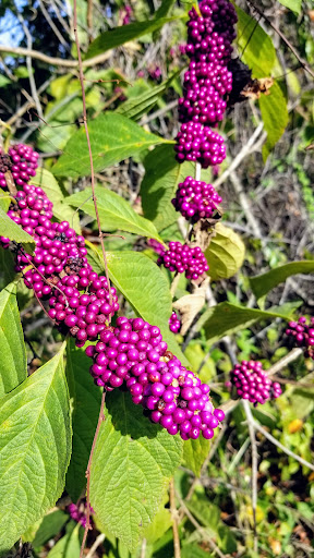 Park «Dr. P. Phillips Community Park», reviews and photos, 8249 Buenavista Woods Blvd, Orlando, FL 32836, USA