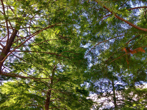 Park «Midway Park», reviews and photos, 615 N Main St, Euless, TX 76039, USA