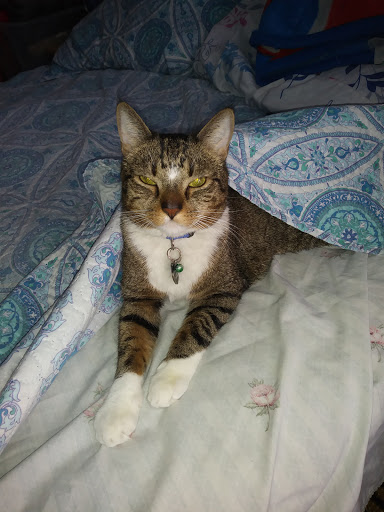 6512 Fresh Pond Rd, Flushing, NY 11385, USA