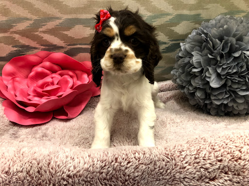 Pet Store «Happiness Is Pets», reviews and photos, 2936 Showplace Dr, Naperville, IL 60564, USA