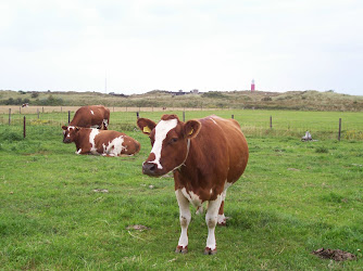 kaas boerderij, vakantiewoningen en minicamping de duinen Texel