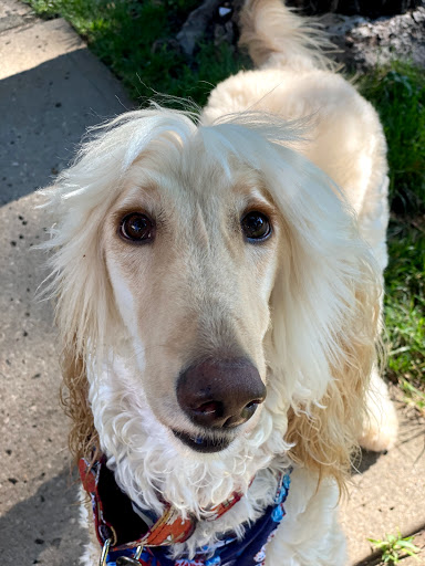 Pet Groomer «Doggie Style Bowtique», reviews and photos, 1713 Westport Rd, Kansas City, MO 64111, USA