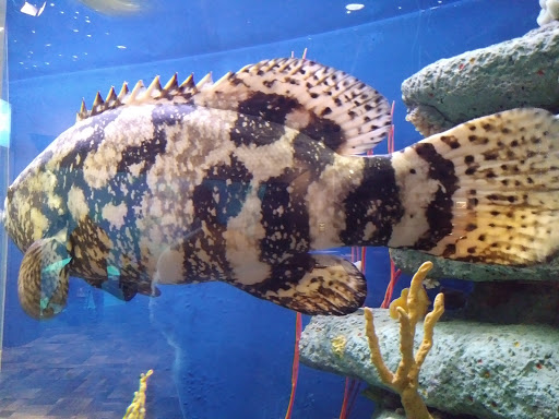 Aquarium «South Carolina Aquarium», reviews and photos, 100 Aquarium Wharf, Charleston, SC 29401, USA