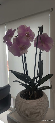 Opinii despre Sónia Barbosa în Trofa - Cabeleireiro