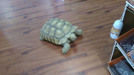 Pet Store «Dart Frogs To Dogs», reviews and photos, 6007 W Main Blvd B, Bath, PA 18014, USA